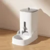 grey feeding